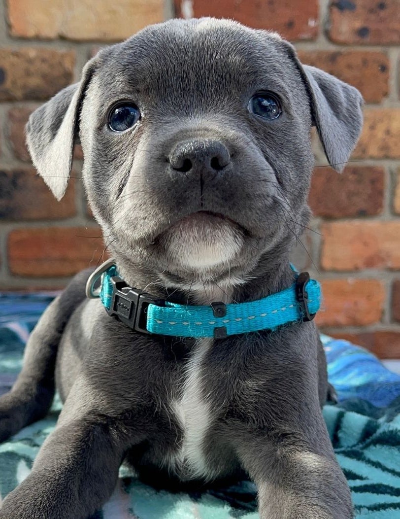 British sales blue staffy