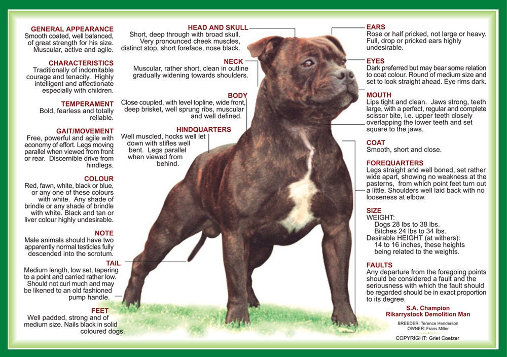 Staffordshire Bull Terrier Breed Standard